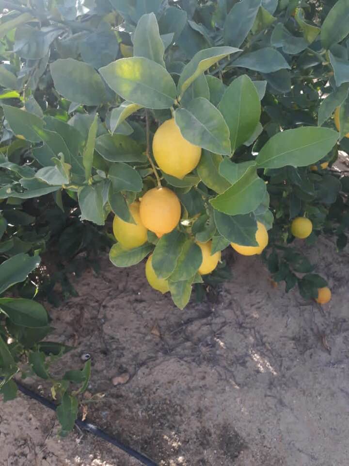 Aton Green Egypt Fresh Fruits & Vegetables